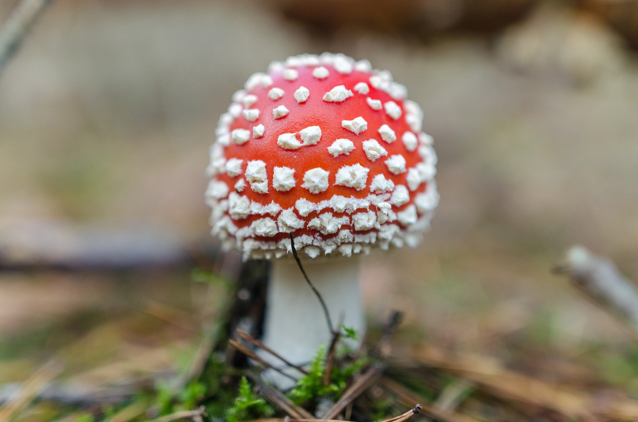 Image - toadstool mushroom nature fungus