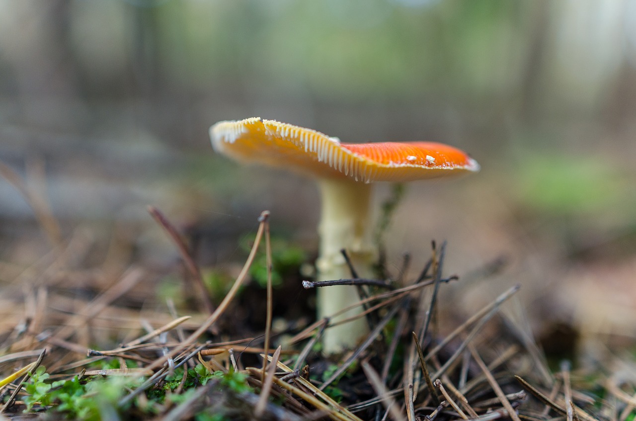 Image - toadstool mushroom nature fungus