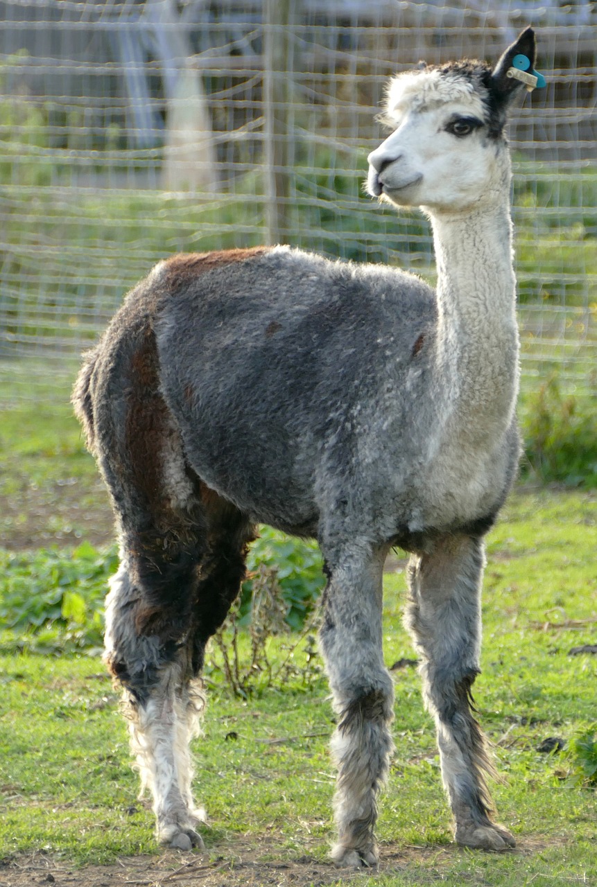 Image - alpaca livestock pako camel wool