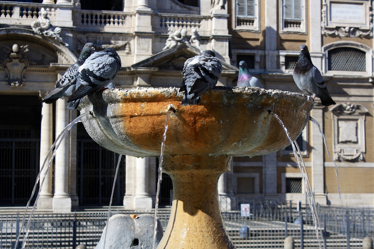 Image - italy rome fountain pigeons