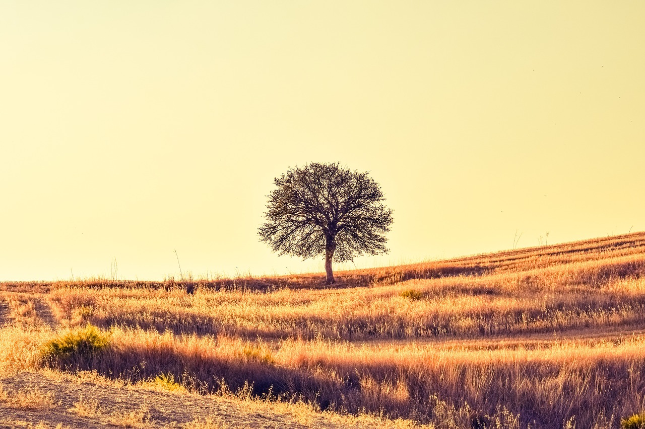 Image - field tree sunset nature landscape