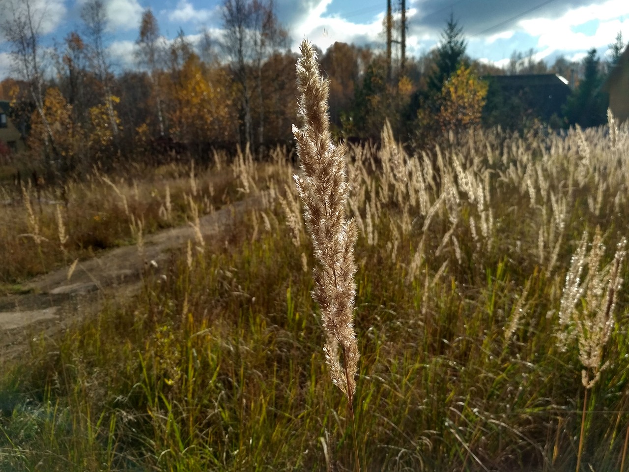 Image - nature dacha autumn