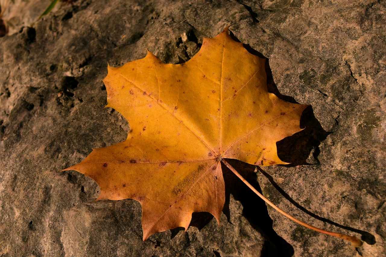 Image - leaf autumn maple leaf transient