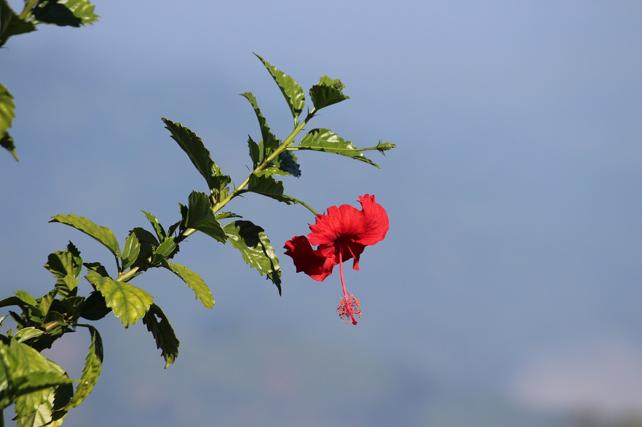 Image - flower green frame natural design