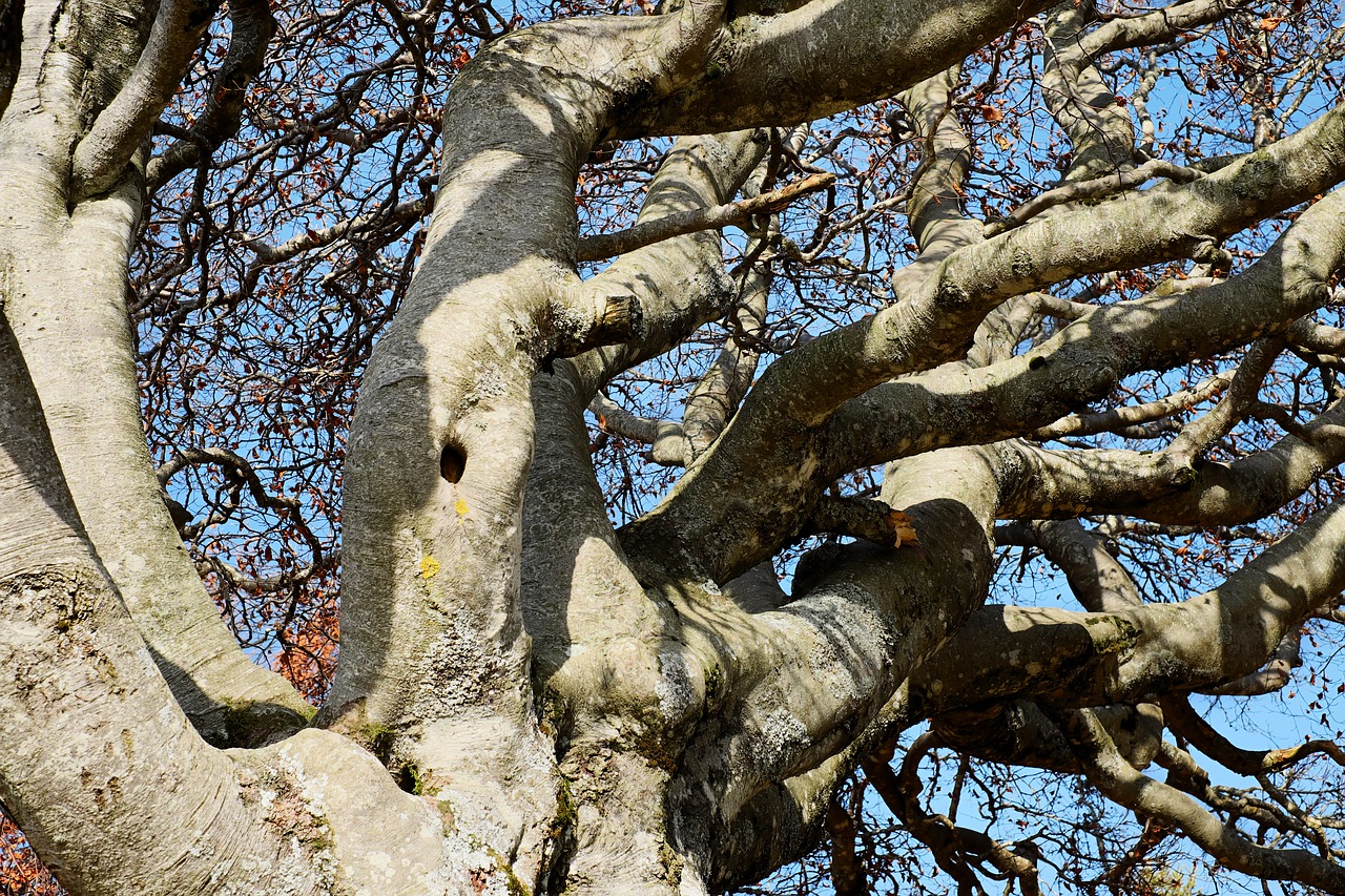 Image - tree crown beech old tree