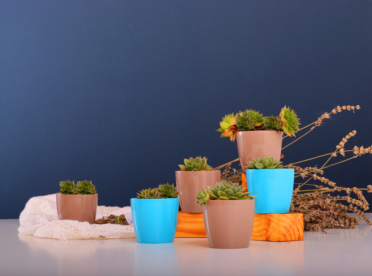 Image - stars flowerpots plant green