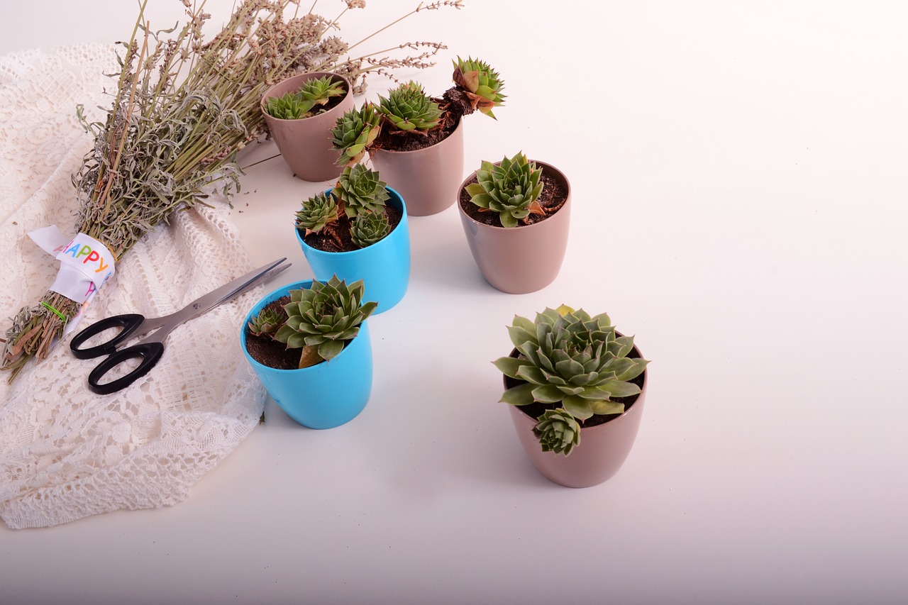 Image - stars flowerpots plant green