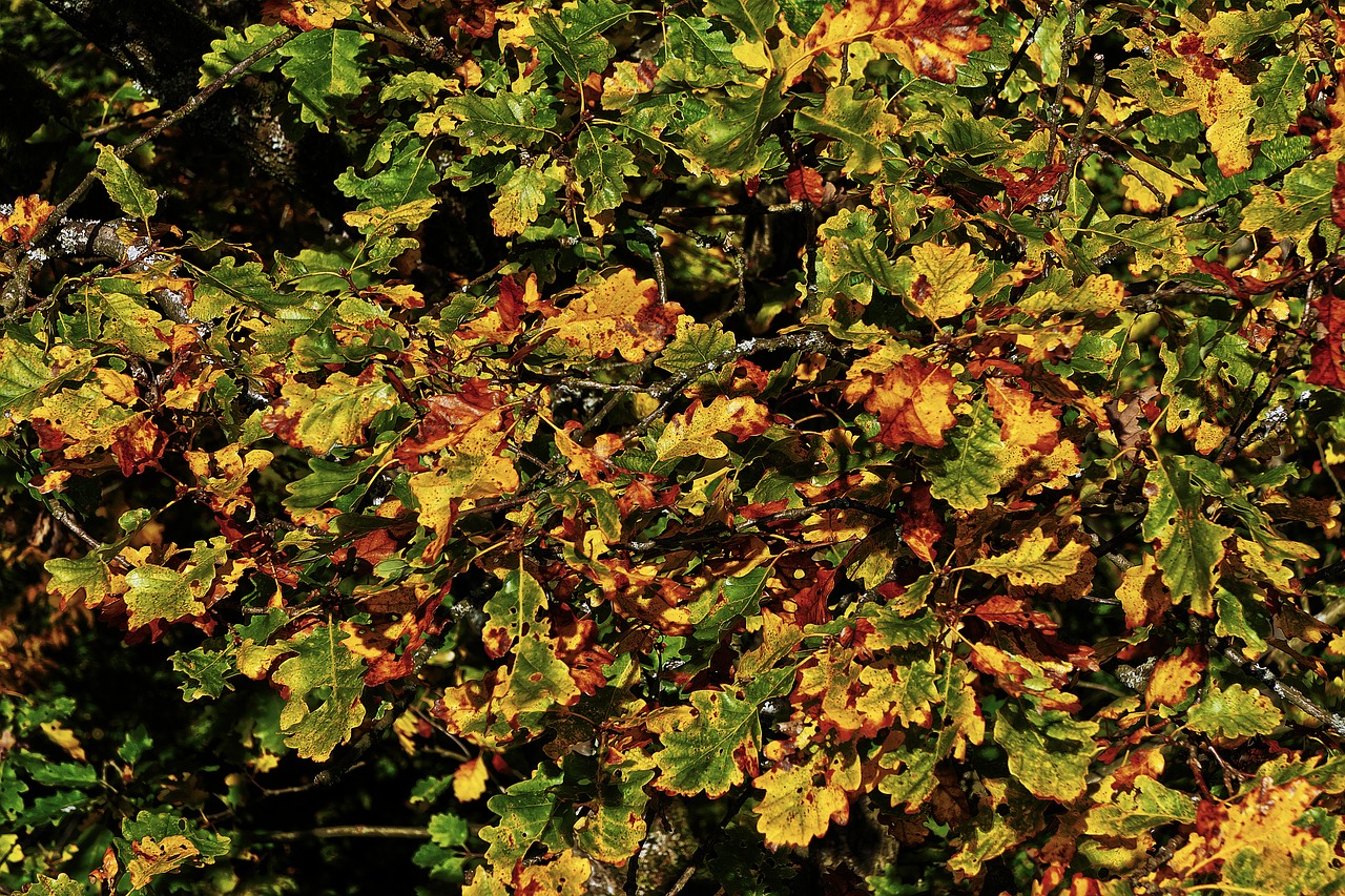 Image - fall foliage emerge indian summer