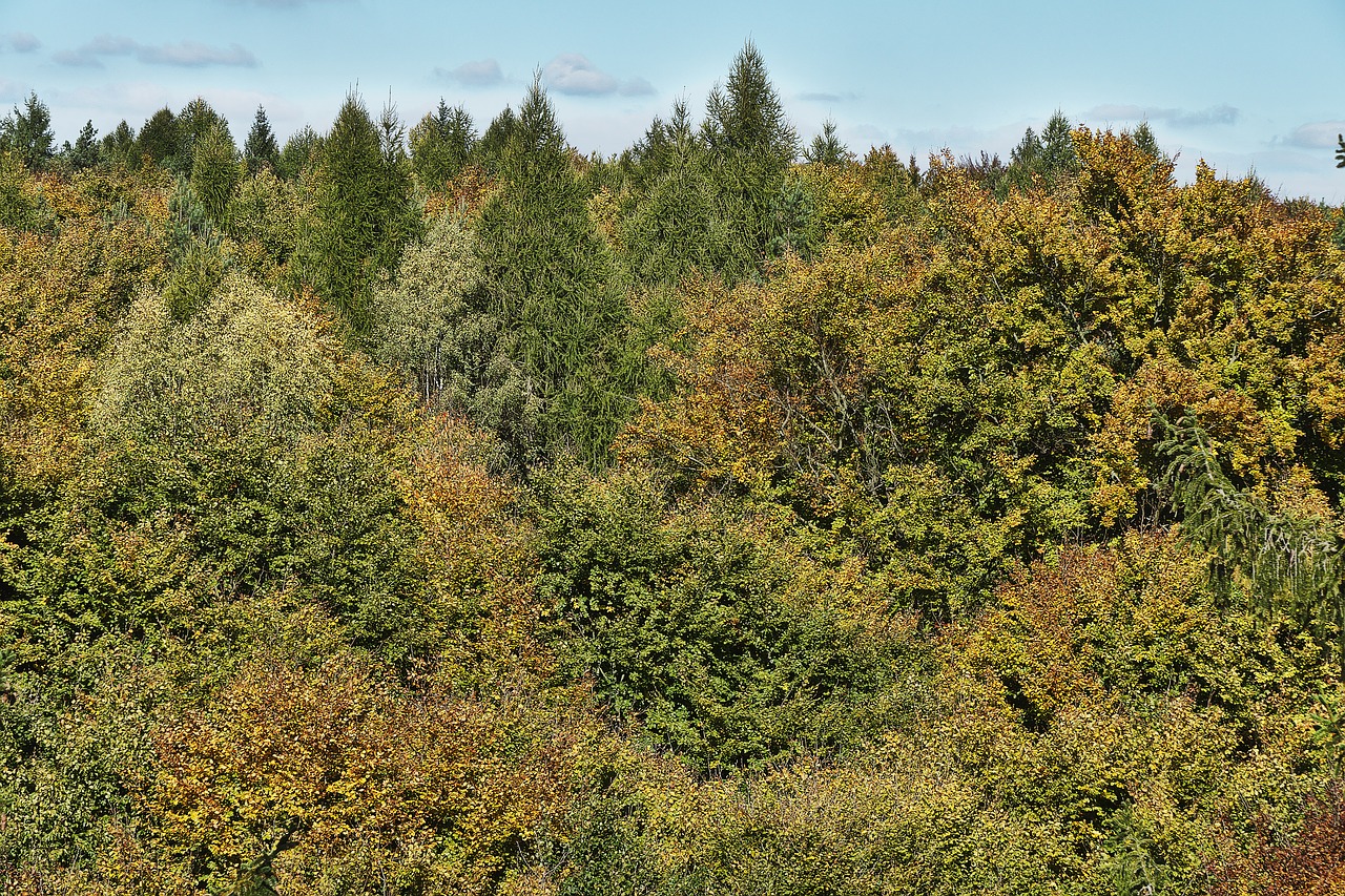 Image - autumn forest indian summer treetop