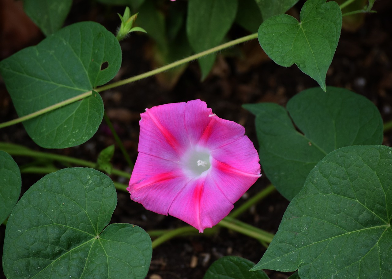 Image - pink flower morning glory blossom
