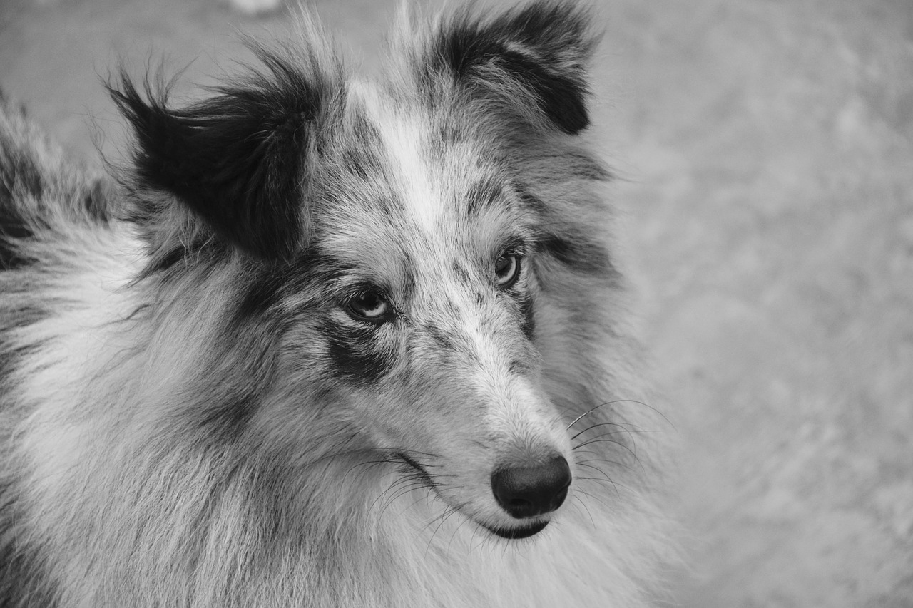 Image - dog bitch shetland sheepdog