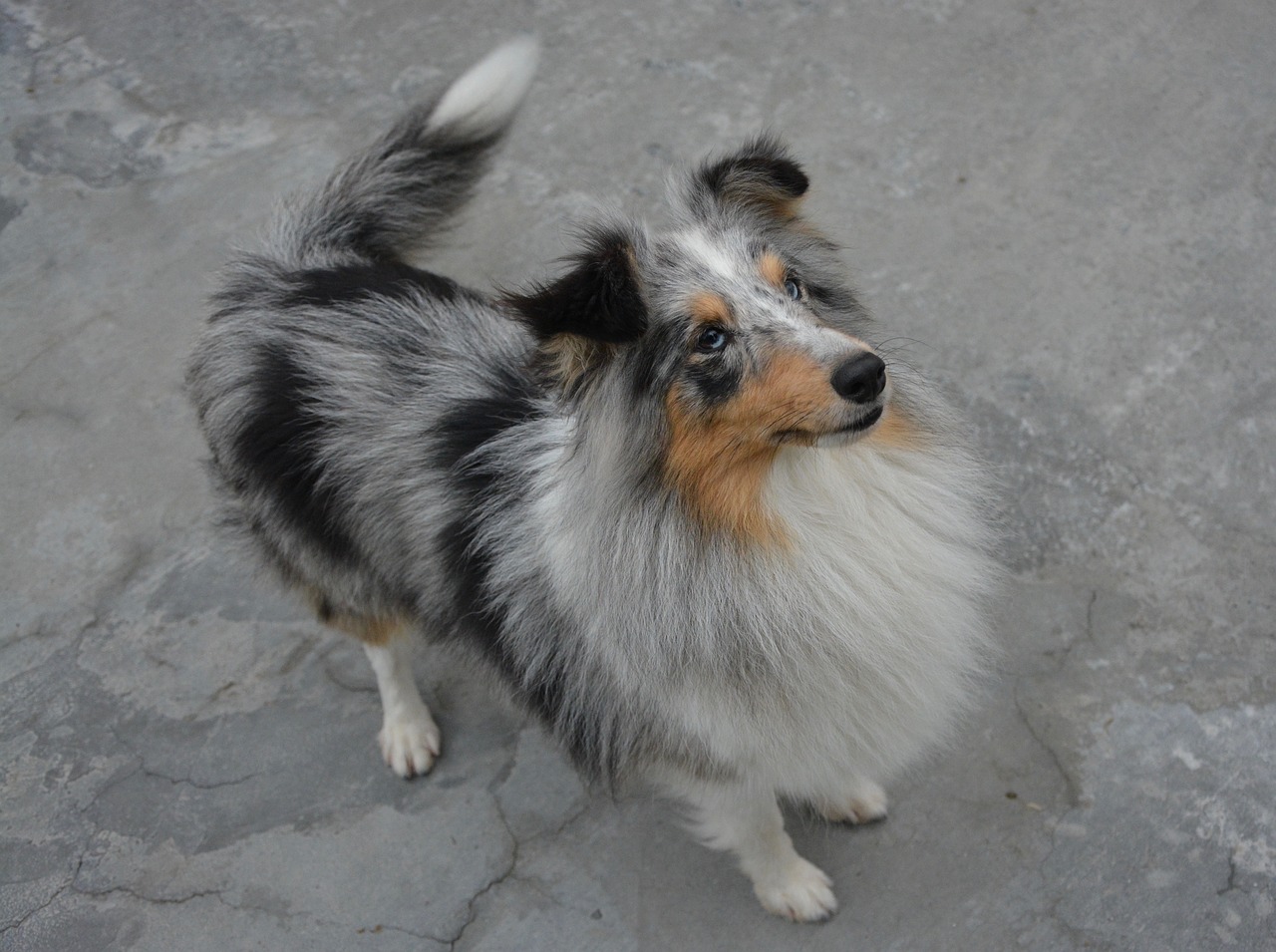 Image - bitch dog shetland sheepdog
