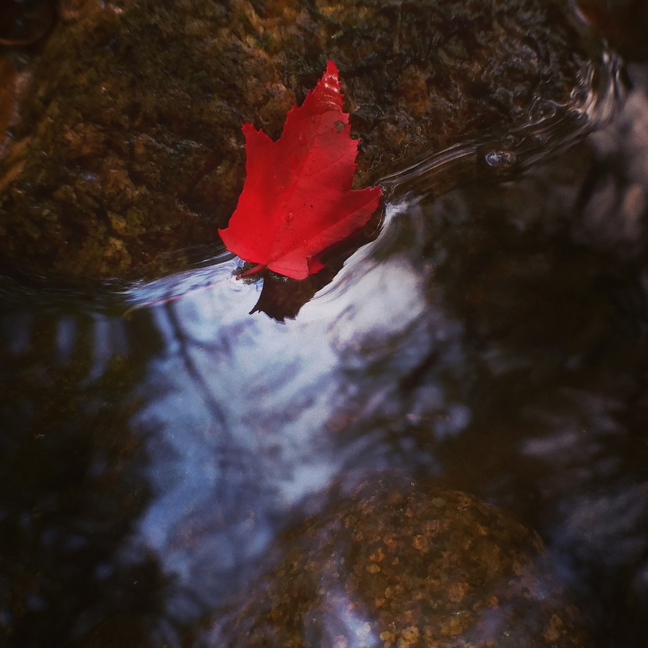 Image - nature river red leaf macro water