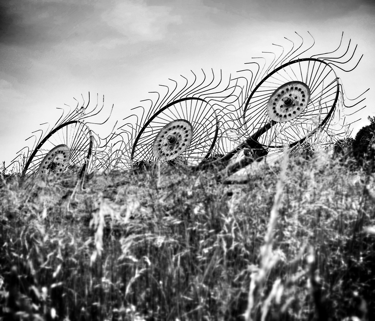 Image - hay black and white black white