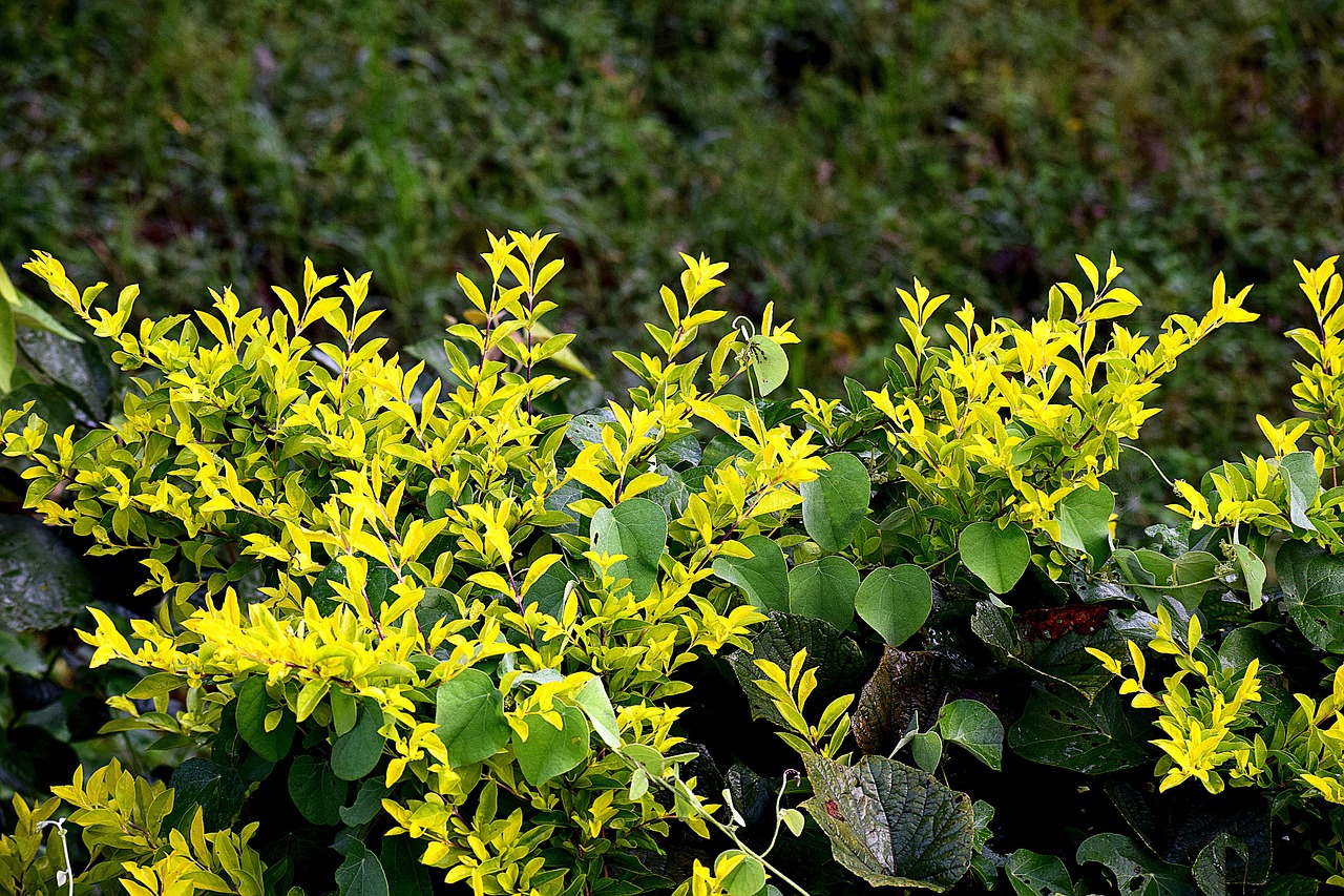 Image - tree plants nature green leaf