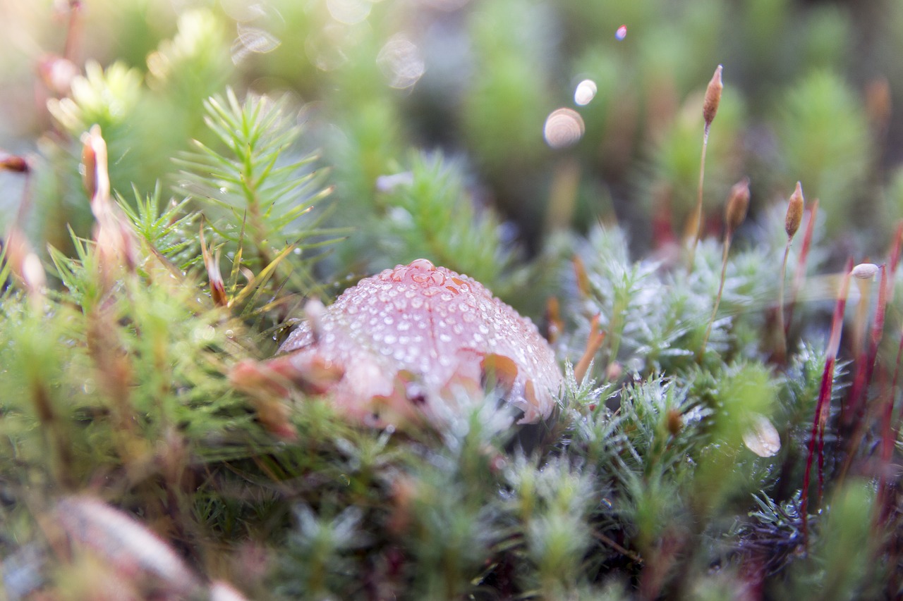 Image - fungus vegetation canada