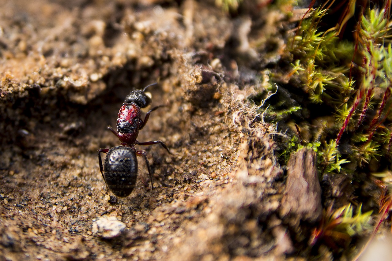 Image - ants earth foam