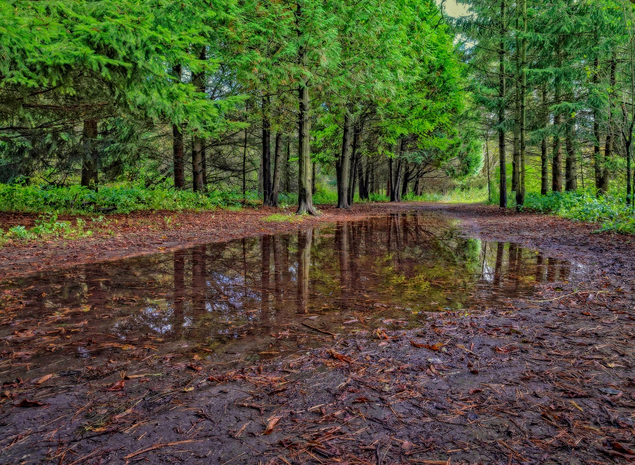 Image - nature trees natural forest green