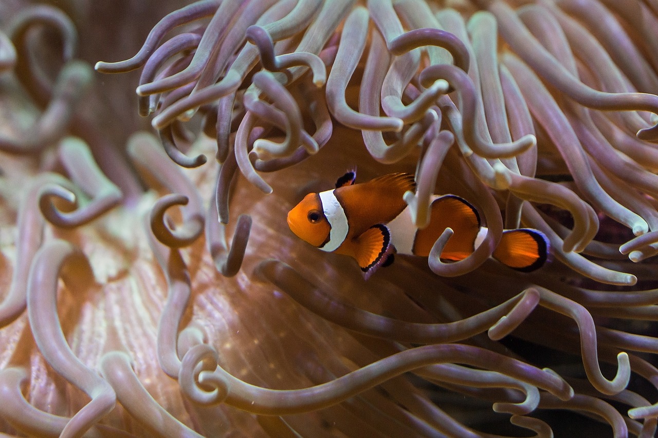 Image - fish aquarium clown fish alga