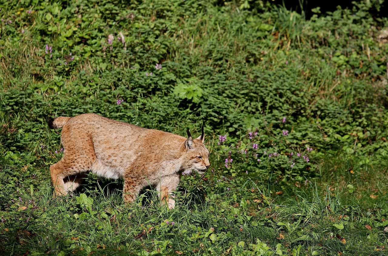 Image - lynx cat wildcat predator