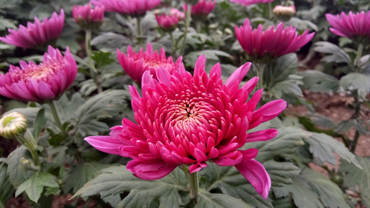 Image - chrysanthemum autumn red leisure