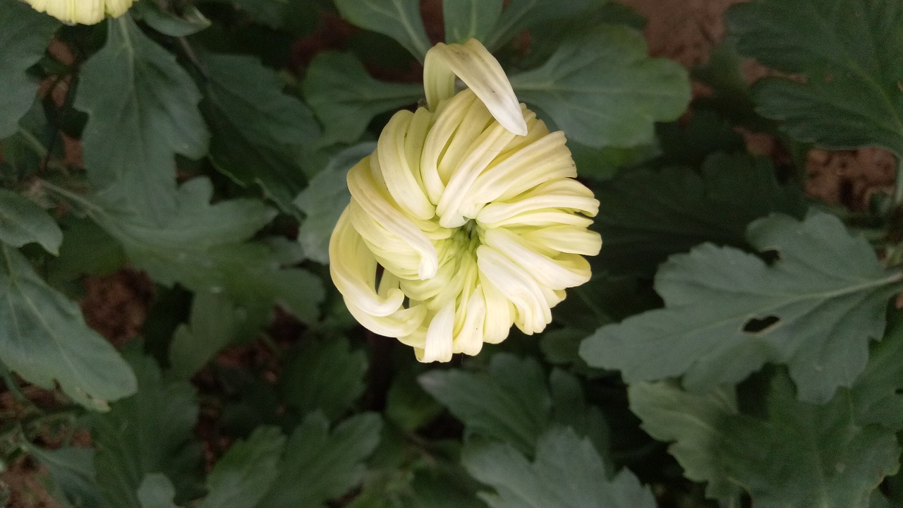 Image - chrysanthemum autumn yellow leisure