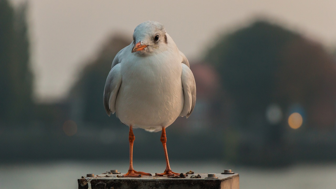 Image - seagull hamburg wildlife photography