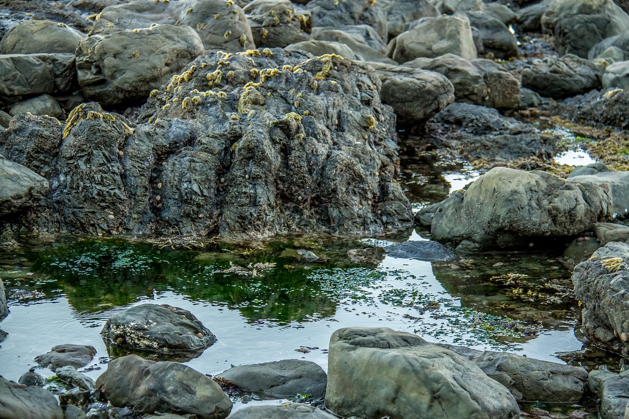 Image - sea rocks seabed sea grass seaweed