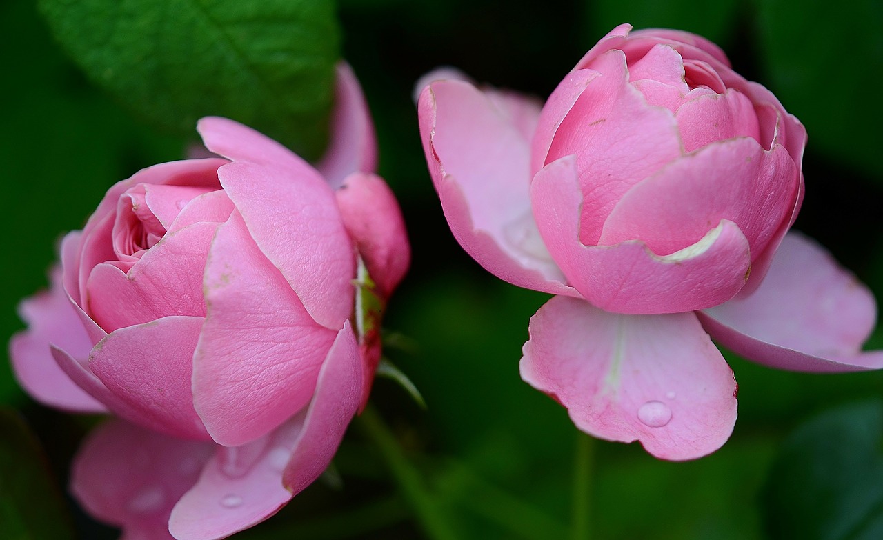 Image - rose rosaceae flower pink garden