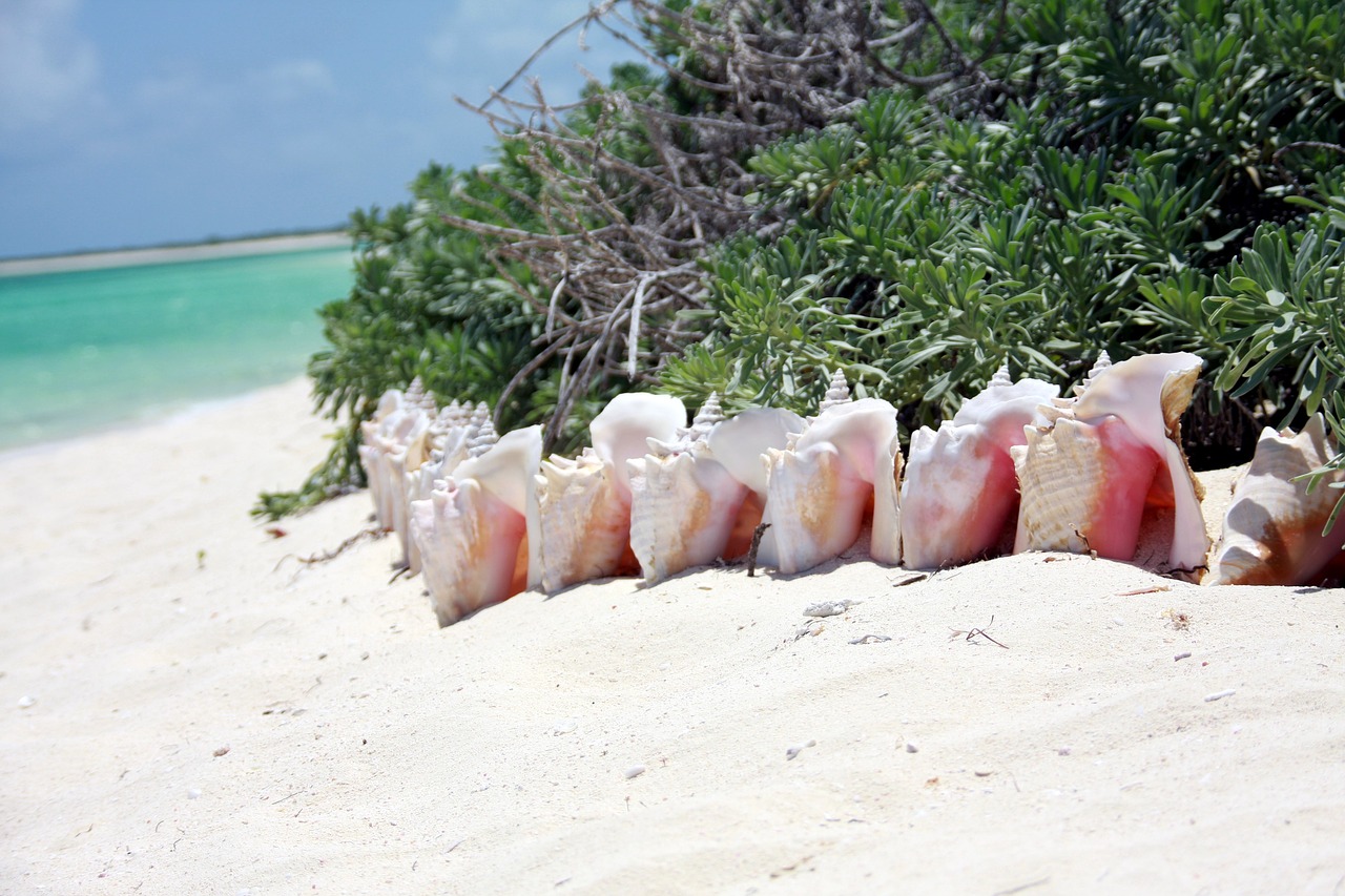 Image - snails caribbean beach sea sun