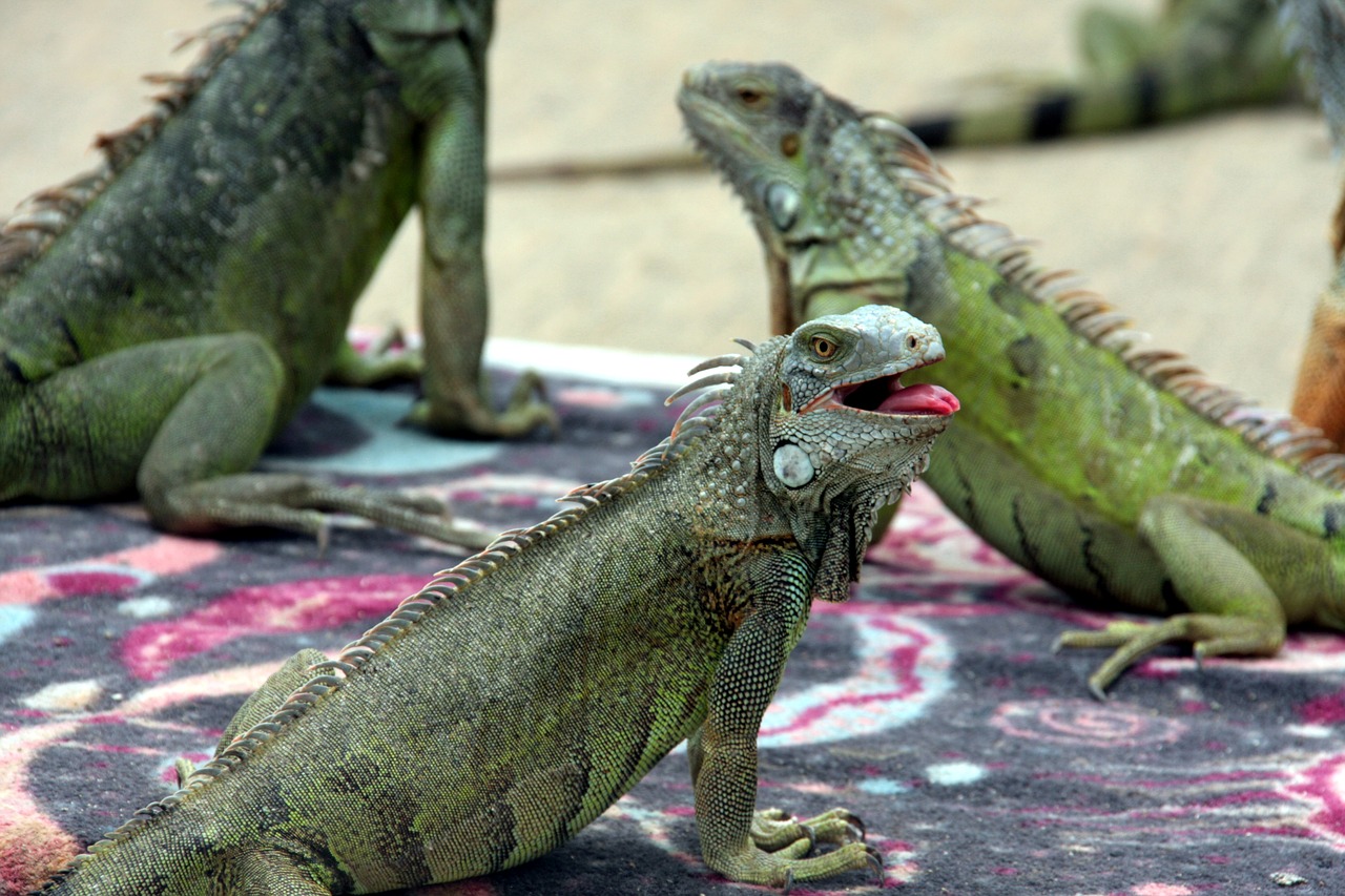 Image - iguana lizard green exotic reptile