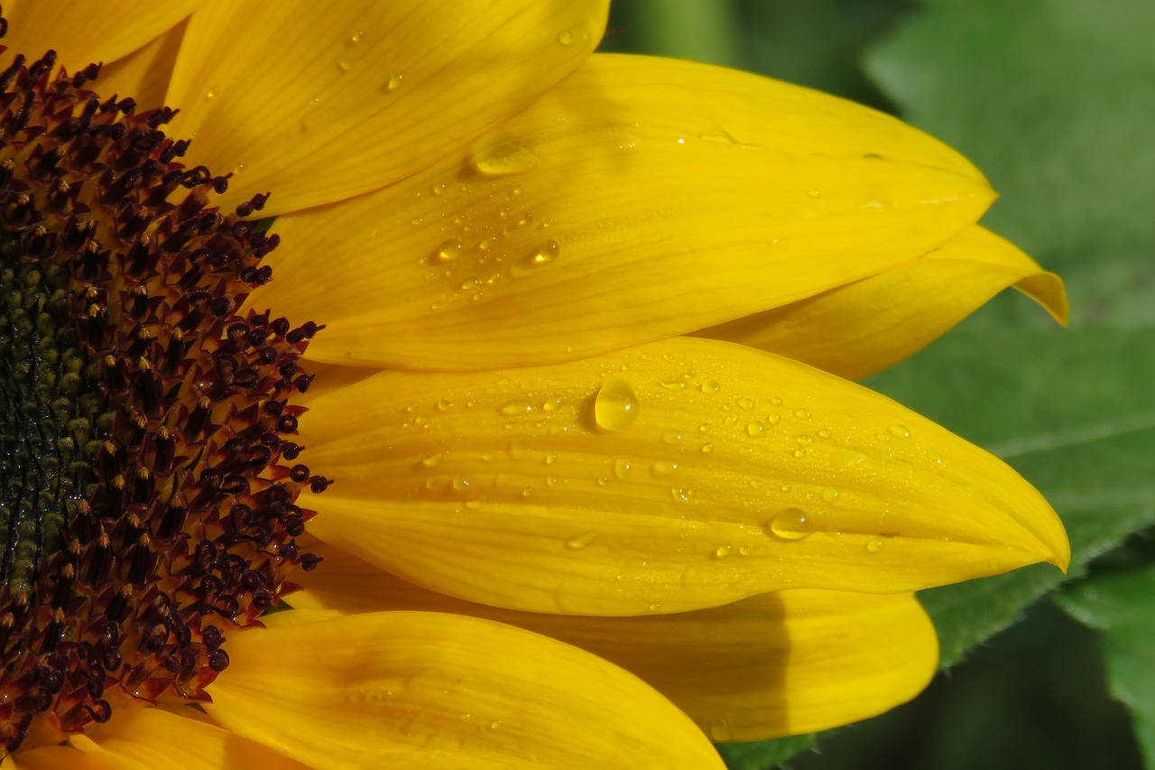 Image - sunflower flower yellow nature