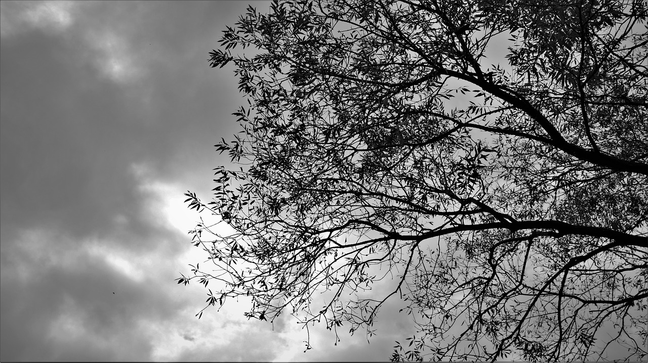 Image - wood trees plants nature