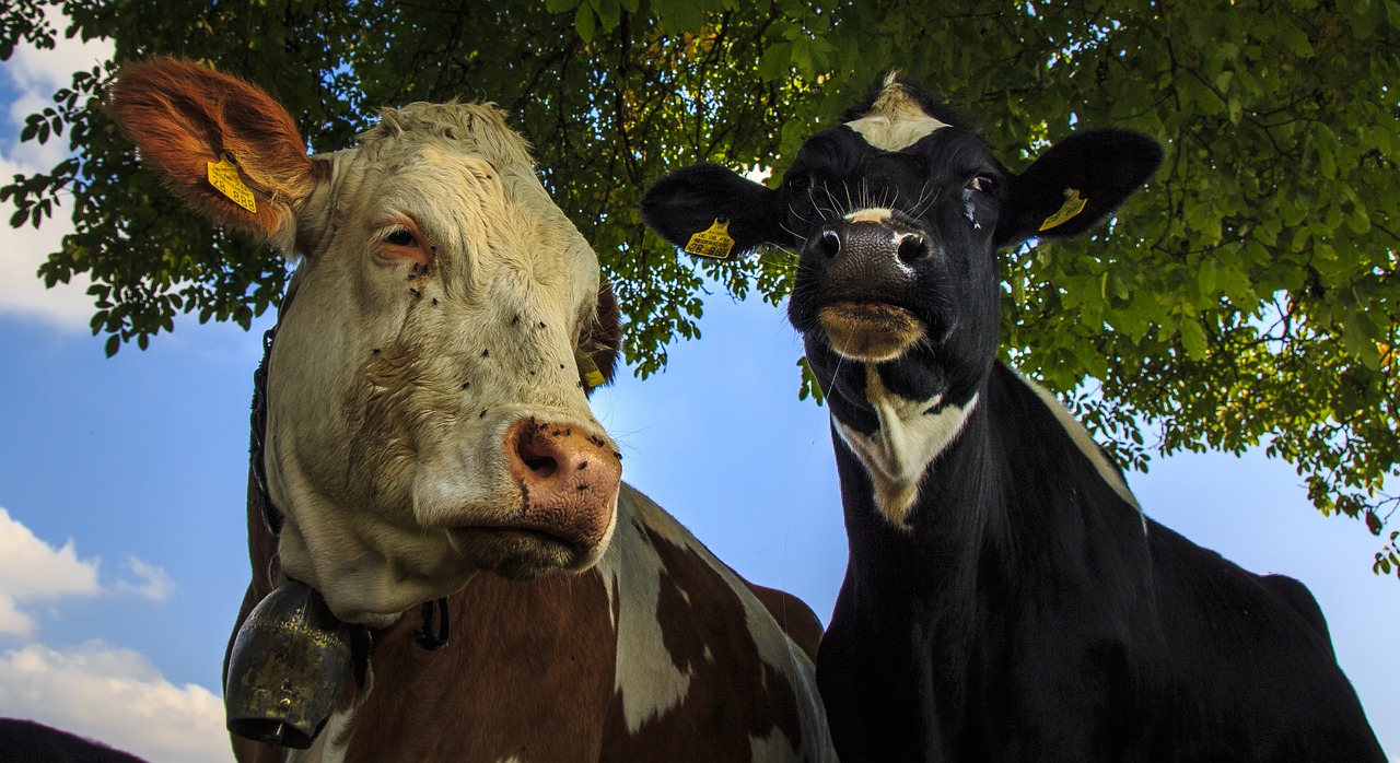 Image - cows farm beef cattle allgäu