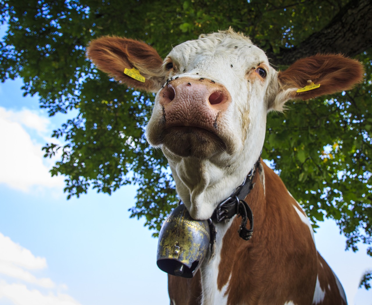 Image - cows farm beef cattle allgäu