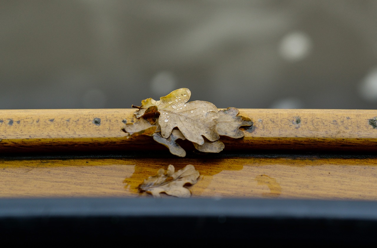 Image - leaf rail boat lake wet fall