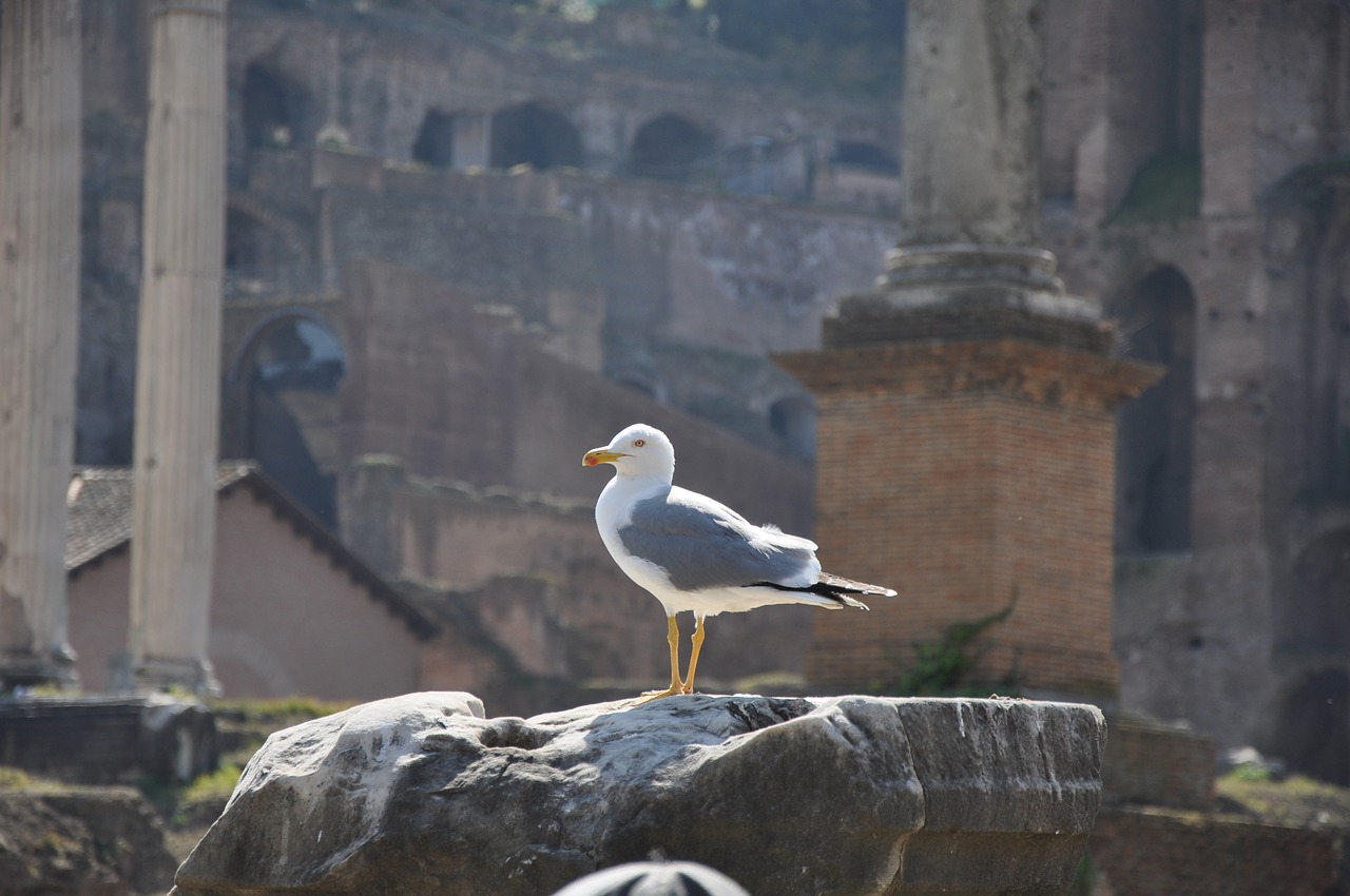 Image - rome italy architecture bird