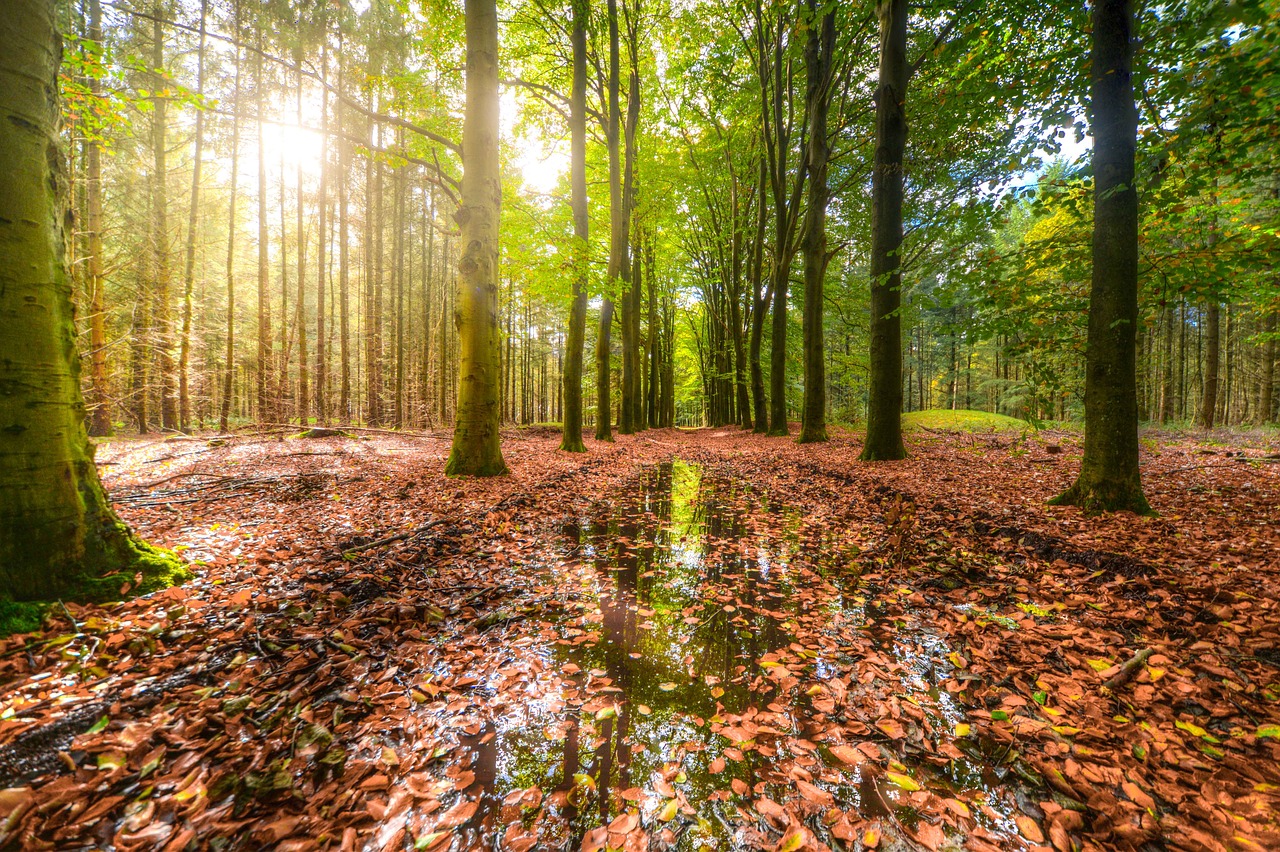 Image - wood rain reflection sun fall