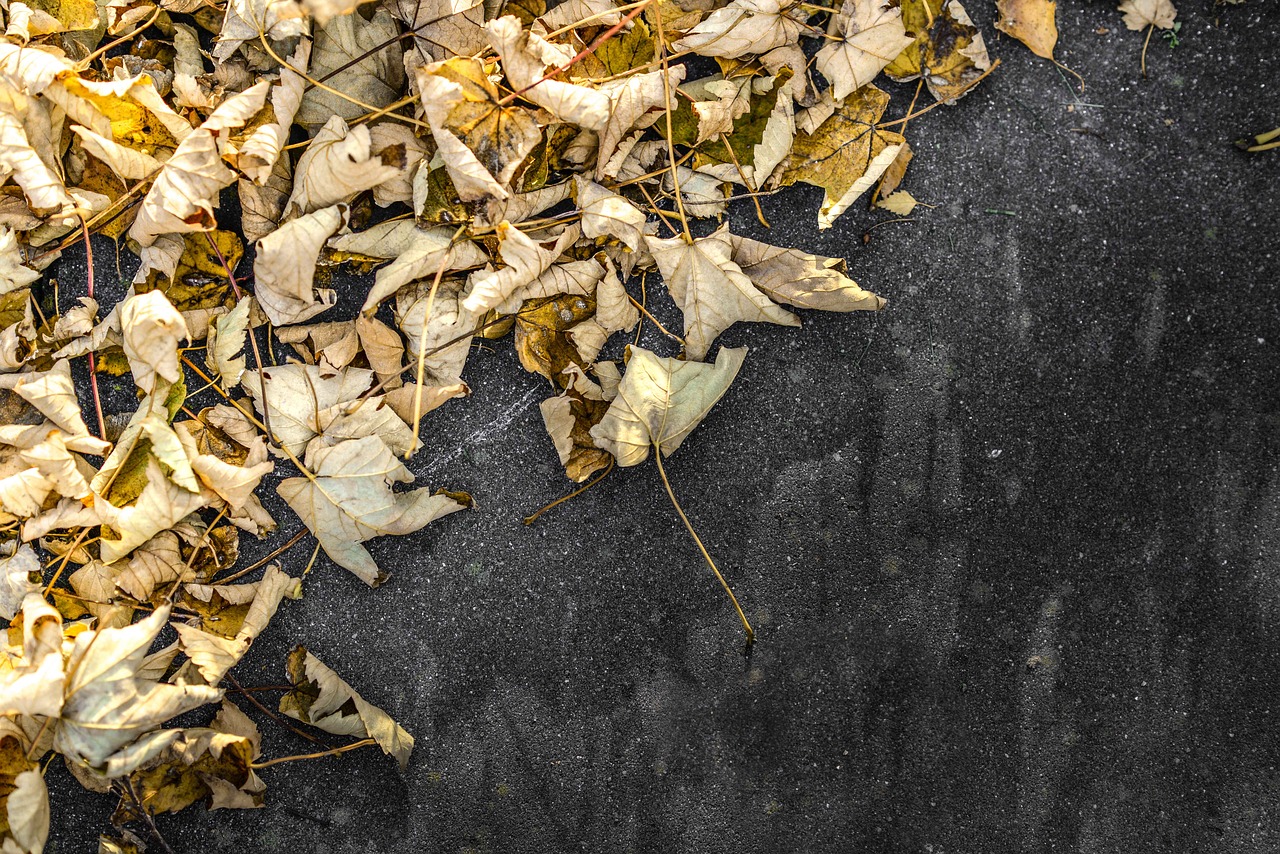 Image - leaves yellow stone pavement sunny