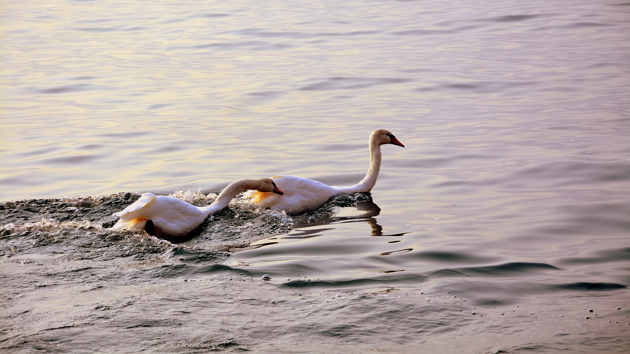 Image - swan follow love lake water