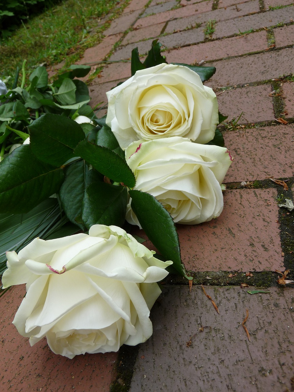 Image - roses white funeral