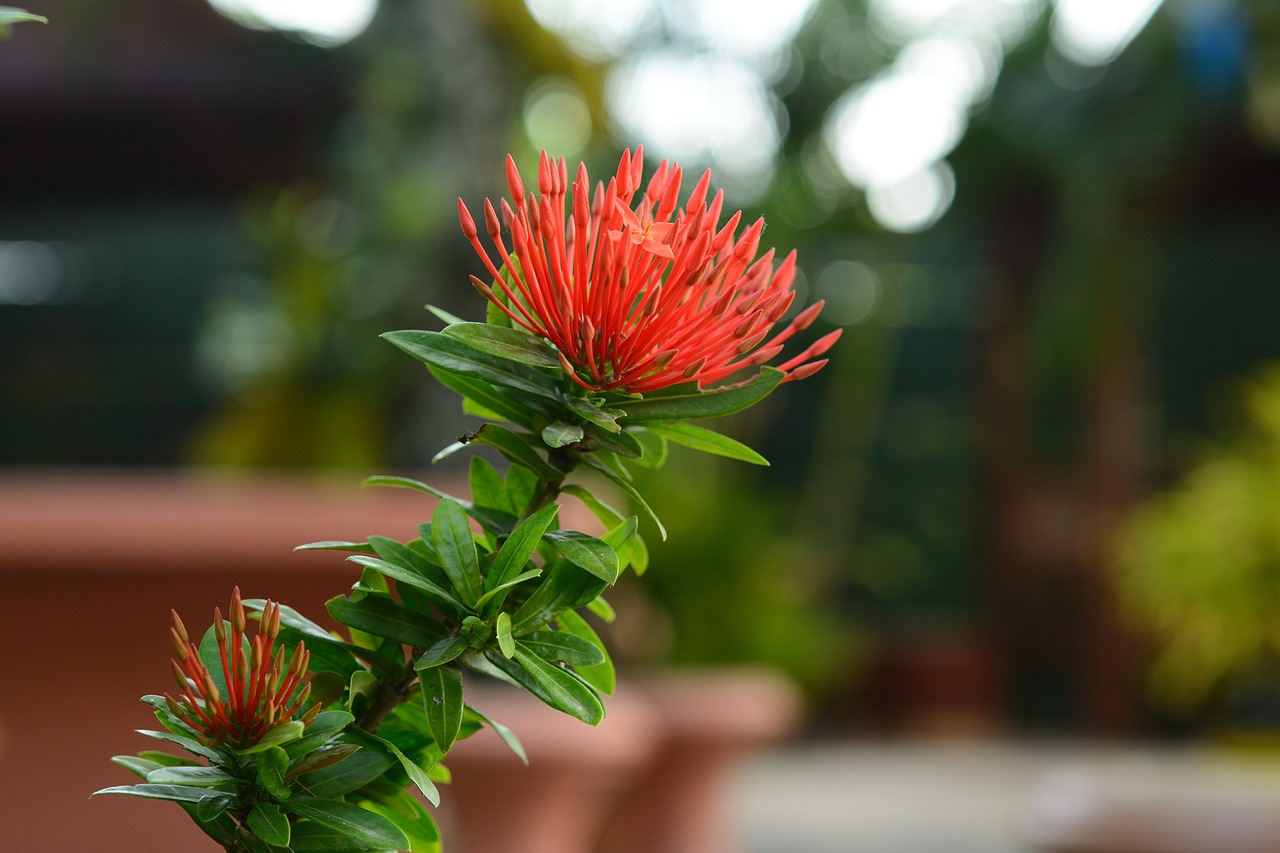 Image - flower flora asoka nature garden