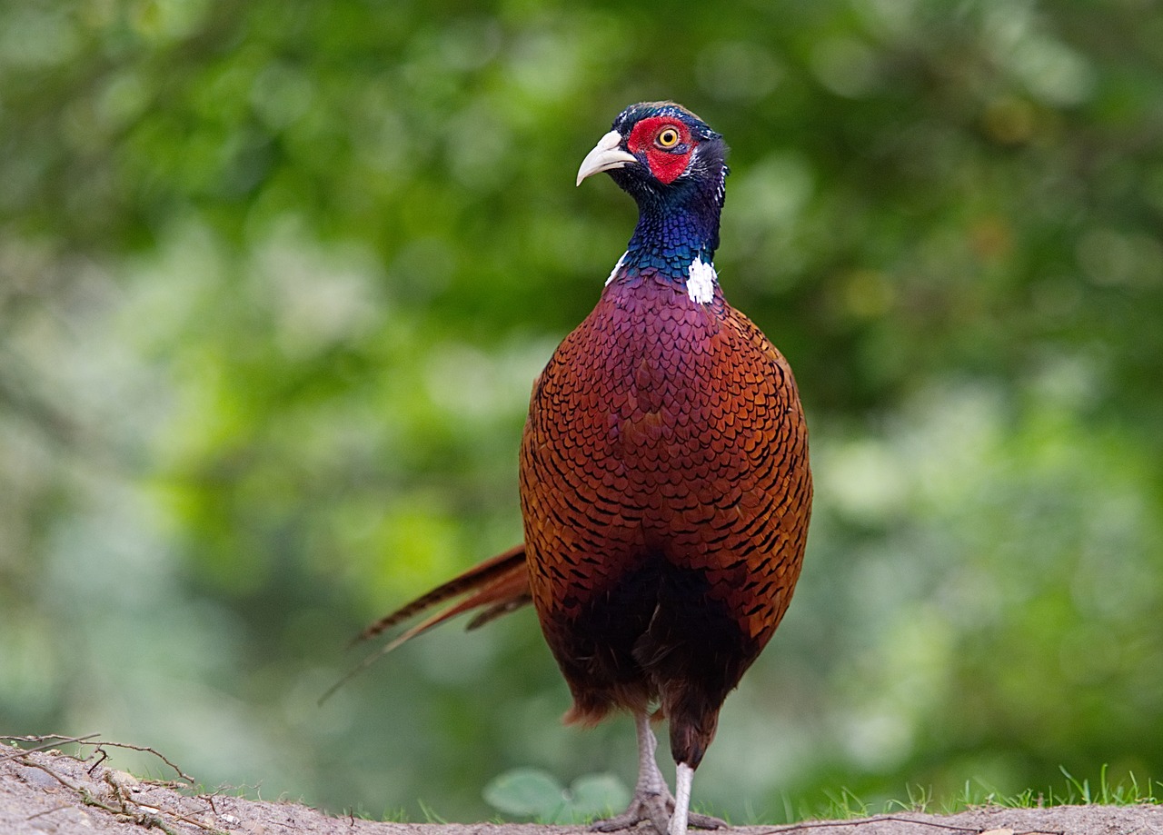 Image - pheasant male bird phasianidae