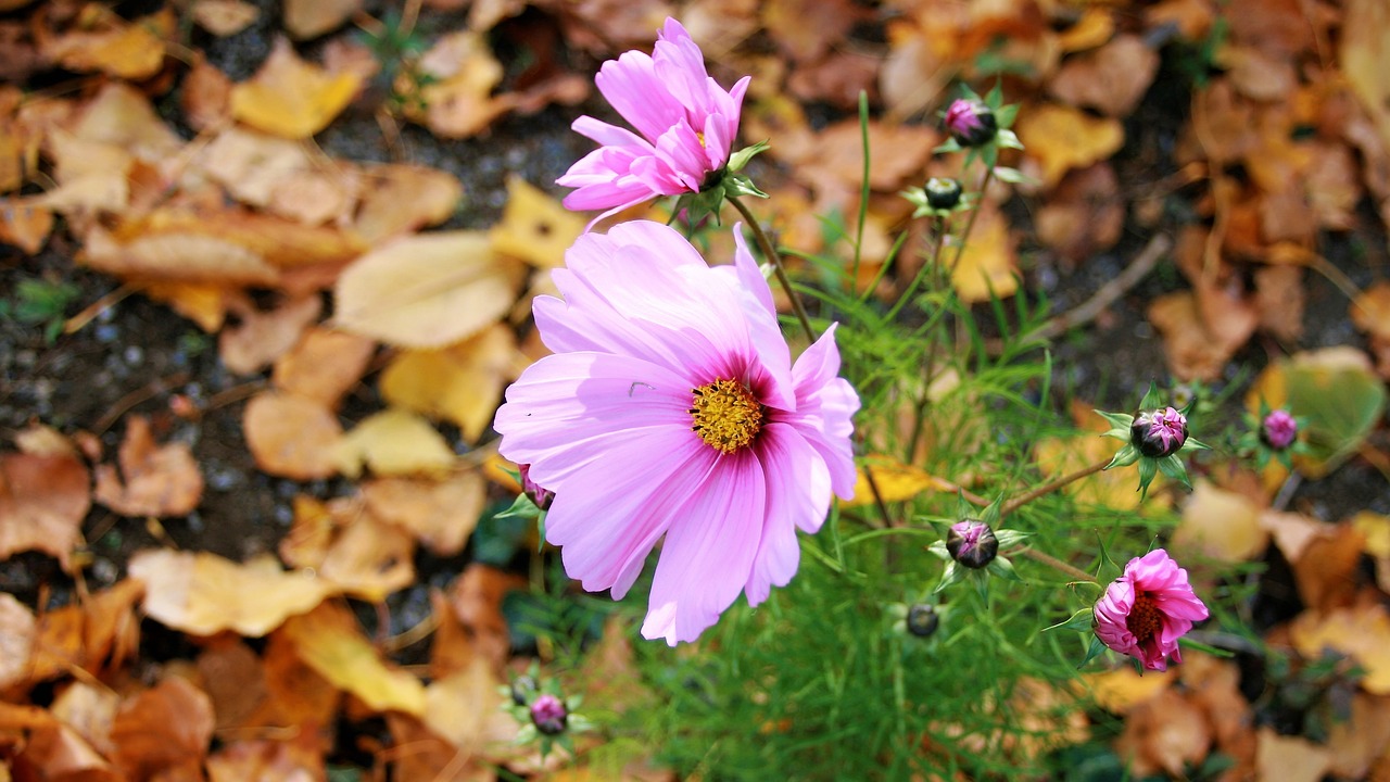 Image - anemones autumn flowers autumn