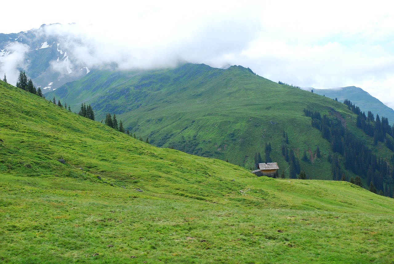 Image - mountain meadow meadow alpine marmot