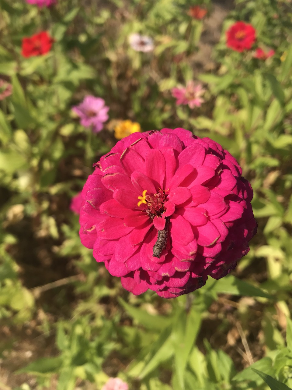 Image - flowers larva fall flowers