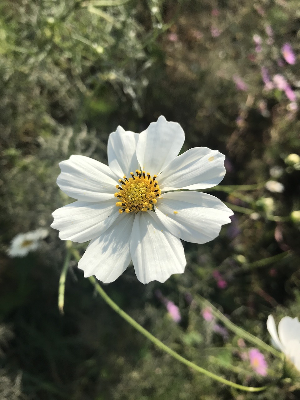 Image - flowers autumn cosmos plants