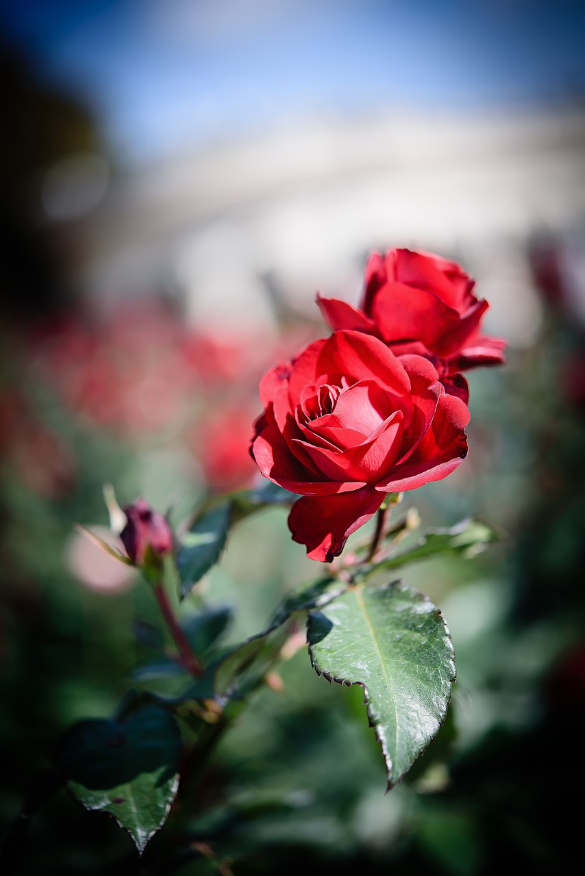 Image - flowers rose landscape photography