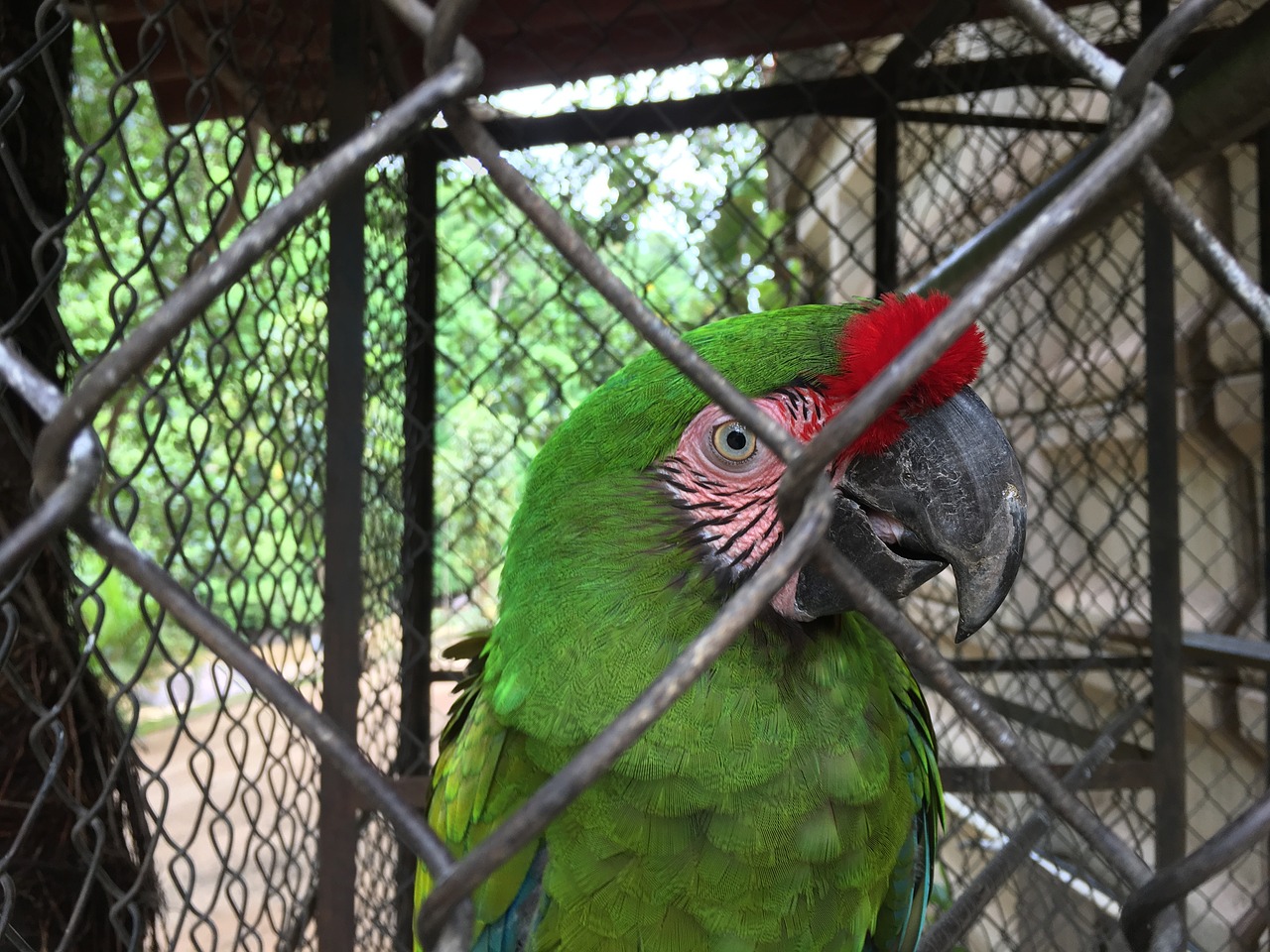 Image - bird cage parrot jungle