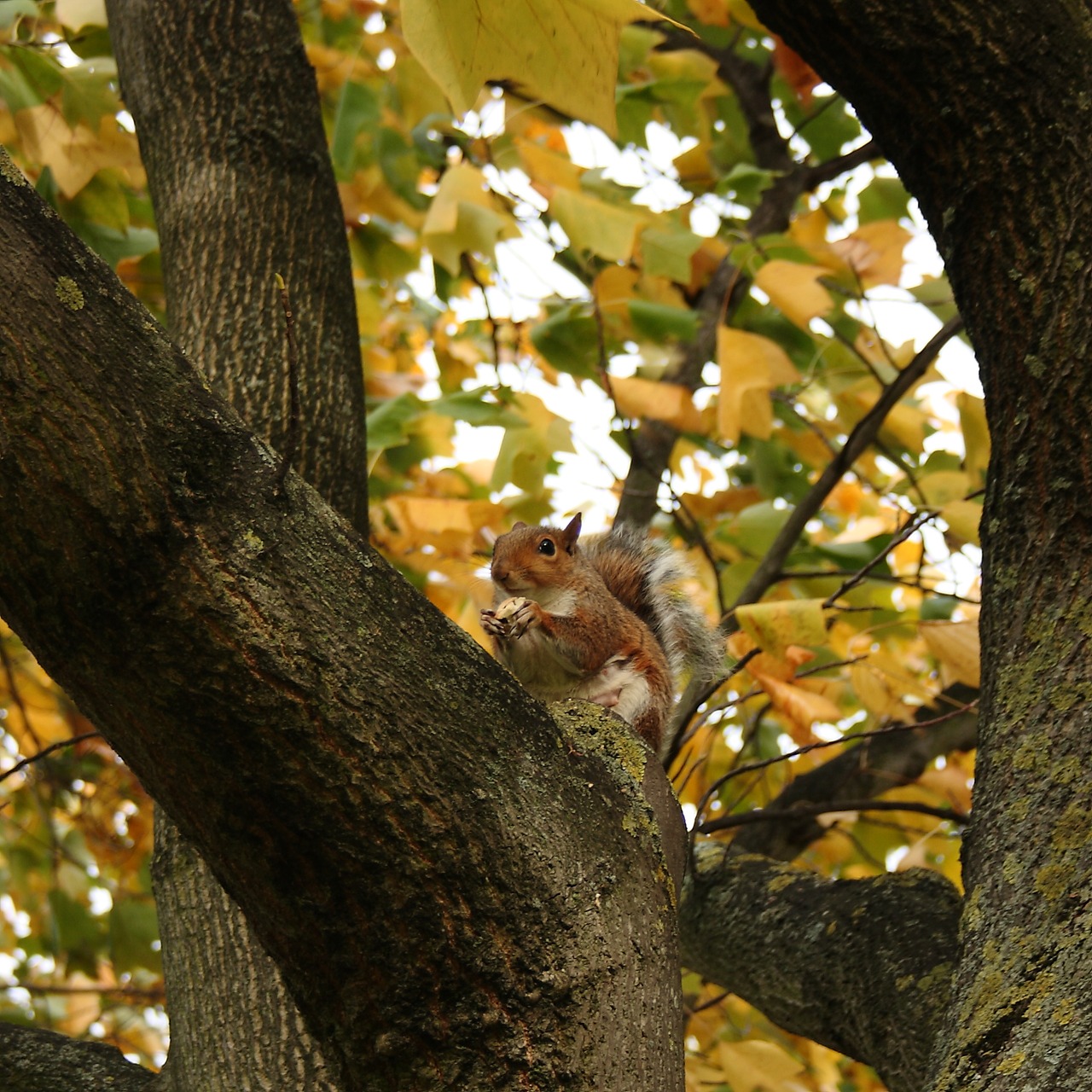 Image - natural expensive squirrel autumn